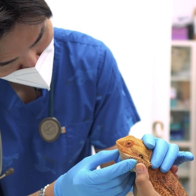 A Day in the life of a Vet